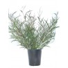 Stelo di Grevillea naturale