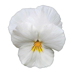 Viola Ricadente 'Cool Wave White'