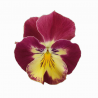 Viola Ricadente 'Cool Wave Strawberry Swirl'
