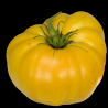 Pomodoro 'Brandiwine Yellow'