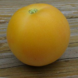 Pomodoro 'Pesca'