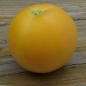 Pomodoro 'Pesca'