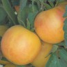 Pomodoro 'Pesca'