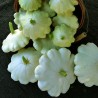 Zucchino 'Early White Bush Scallop'