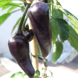 Peperoncino 'Purple Serrano'