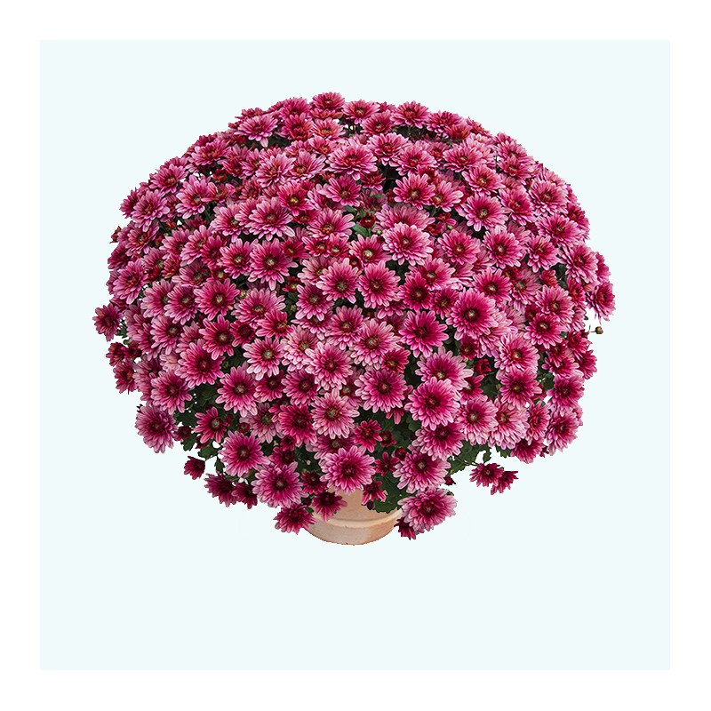 Crisantemo 'Sultan Cerise'