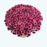 Crisantemo 'Sultan Cerise'
