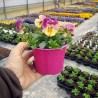 Viola Ricadente 'Cool Wave Strawberry Swirl'
