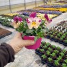 Viola Ricadente 'Cool Wave Raspberry Swirl'