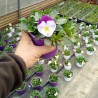 Viola Ricadente 'Cool Wave Violet Wing'