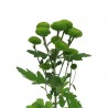 Crisantemo 'Deligreen'
